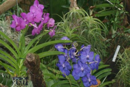 Unser Besuch der Orchideenschau im Botanischen Garten am 2. März 2016