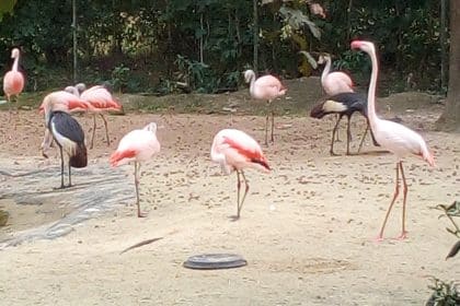 Ausflug zum Tiergarten „Ludwigslust“ am 10.09.2018